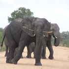 Drohgebärde eines Elefantenjungbullen