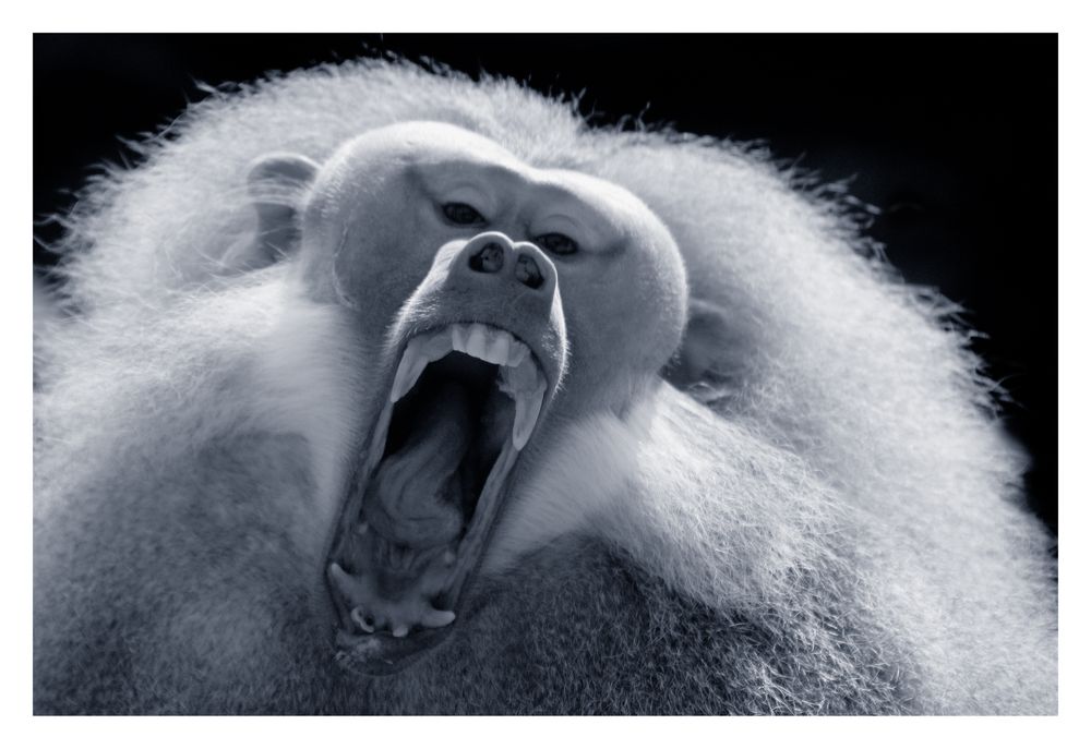 Drohgebärde Bild & Foto von Marco LeFou aus Affen Fotografie