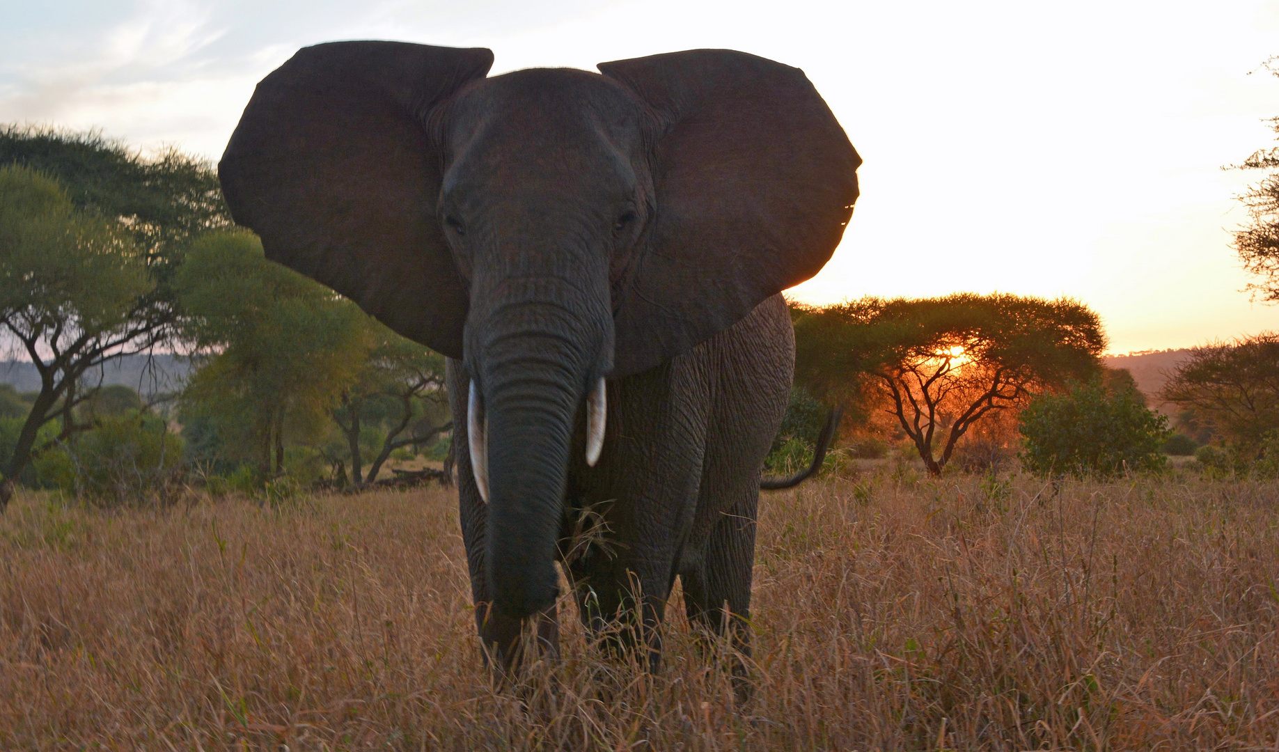 Drohgebärde  -  junger Elefantenbulle im Tarangire NP