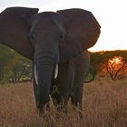 Drohgebärde  -  junger Elefantenbulle im Tarangire NP