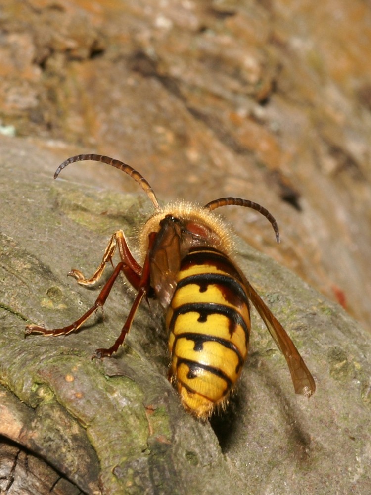 Drohne Foto & Bild tiere, wildlife, insekten Bilder auf