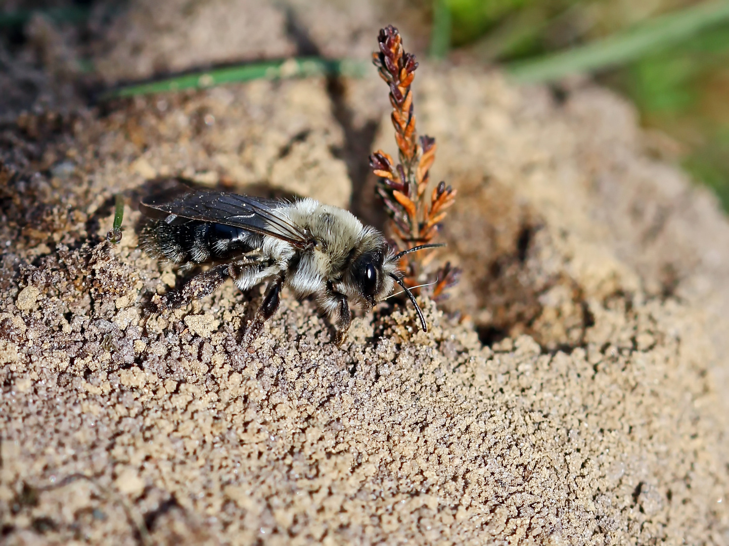 Drohne von Andrena vaga