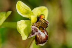 Drohnen-Ragwurz (Ophrys bombiliflora)