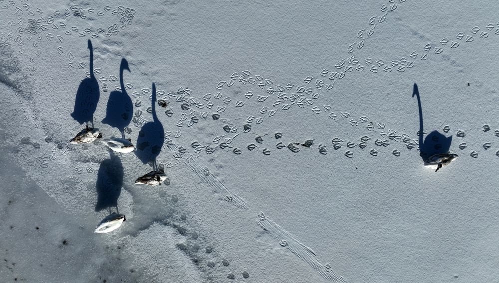 Drohnenaufnahme von Schwänen auf einem gefrorenen Weiher