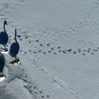 Drohnenaufnahme von Schwänen auf einem gefrorenen Weiher