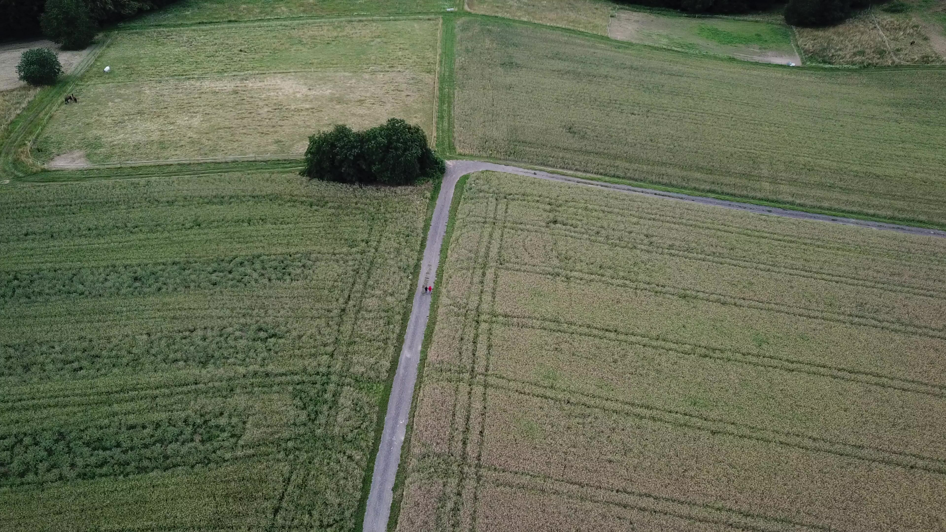 Drohnenbild Kornfelder Vogelperspektive