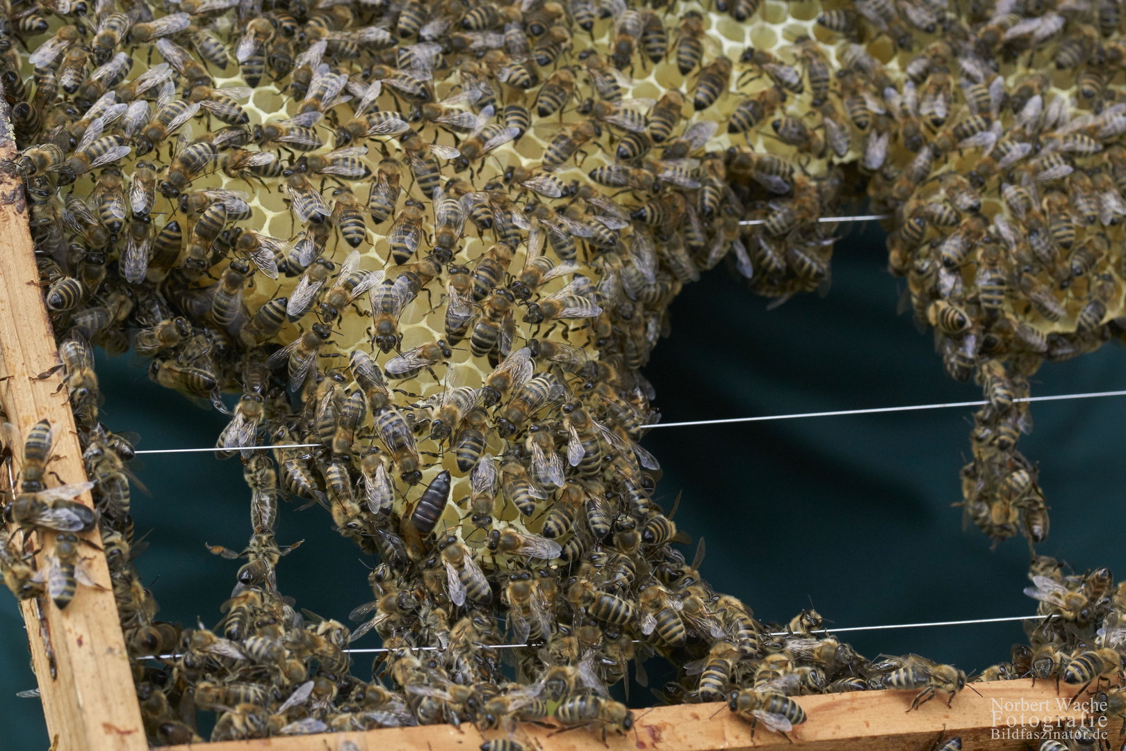 Drohnenstube im Bienenstock