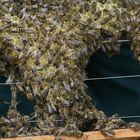 Drohnenstube im Bienenstock