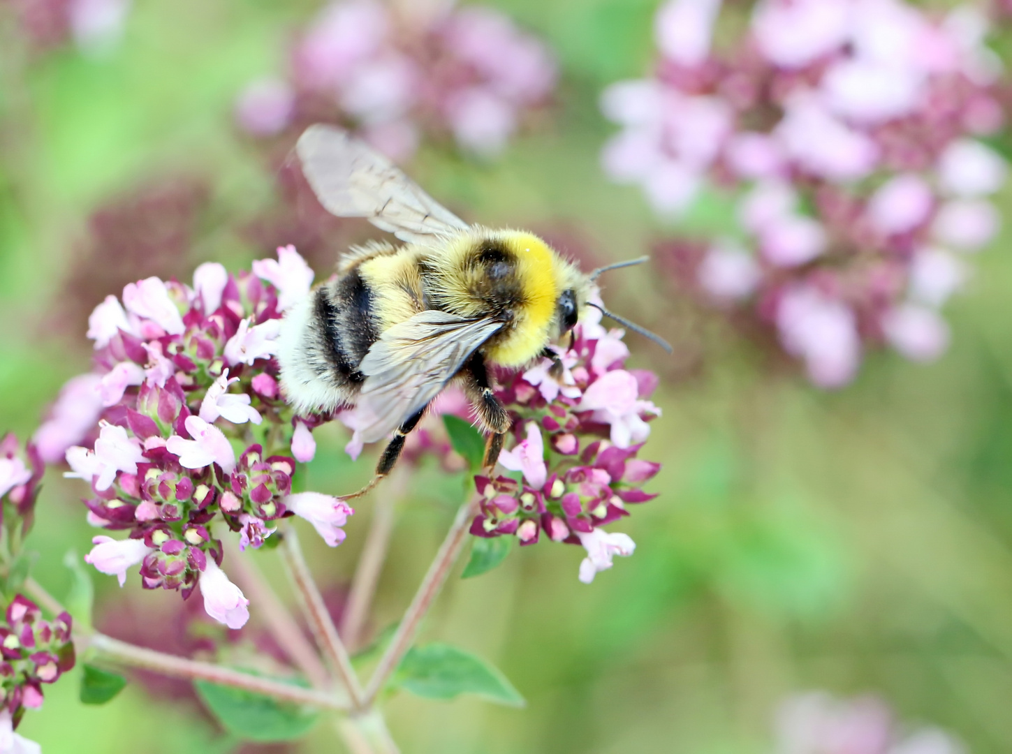 Drohn,helle Erdhummel