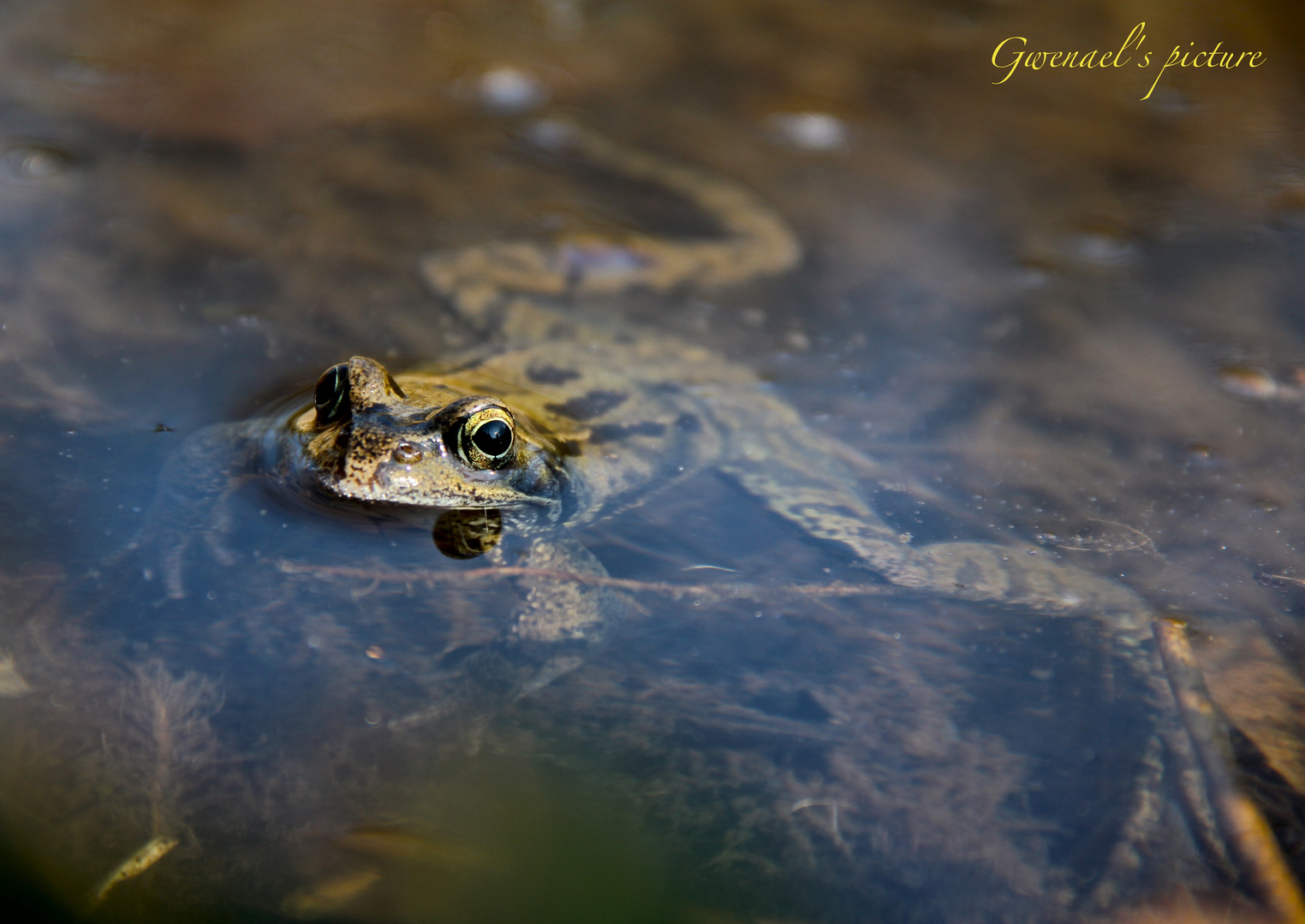 Droit dans les yeux