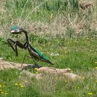 ..Drôle de bestiole au milieu des marais..