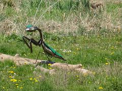 ..Drôle de bestiole au milieu des marais..