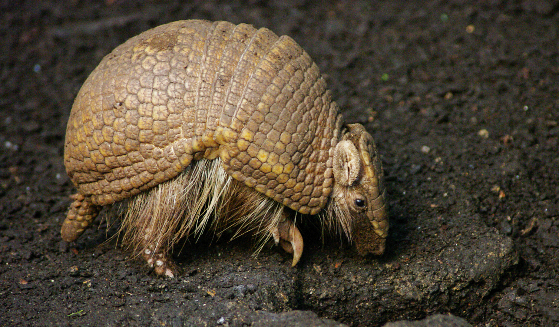 Drôle de bête ! (Tolypeutes tricinctus, tatou à trois bandes)