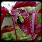 Drôle de camouflage