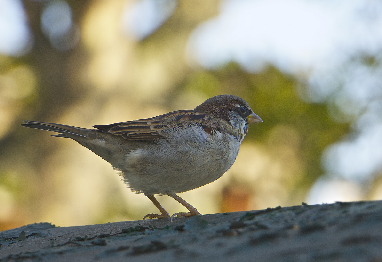 Drôle de moineau.