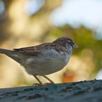 Drôle de moineau.