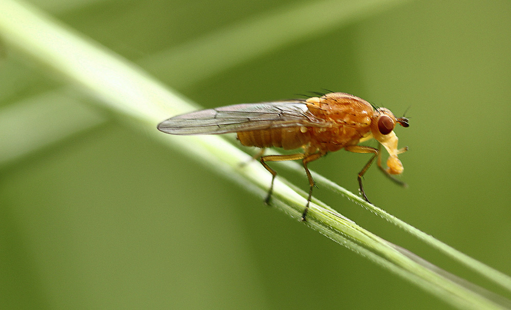 drôle de mouche !