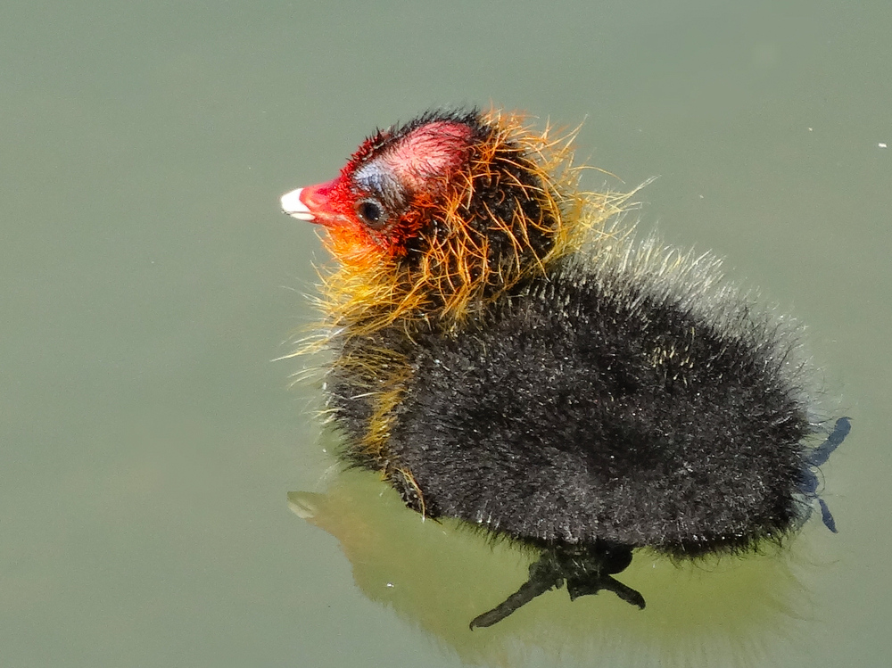 Drole De Petit Poussin Photo Et Image Animaux Nature Images Fotocommunity Drole De Petit Poussin Photo Et Image Animaux Nature Images Fotocommunity