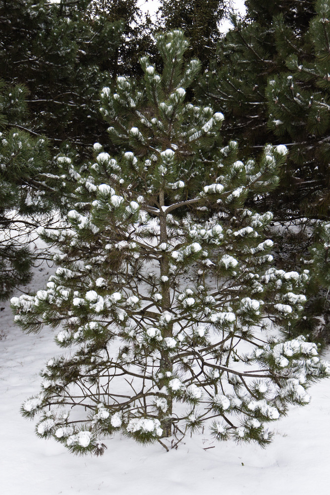 drôle de petit sapin décoré