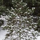 drôle de petit sapin décoré