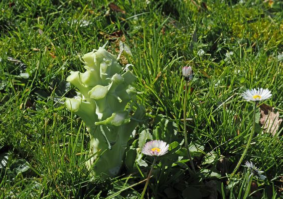 Drôle de plante... l'avez-vous reconnue ?