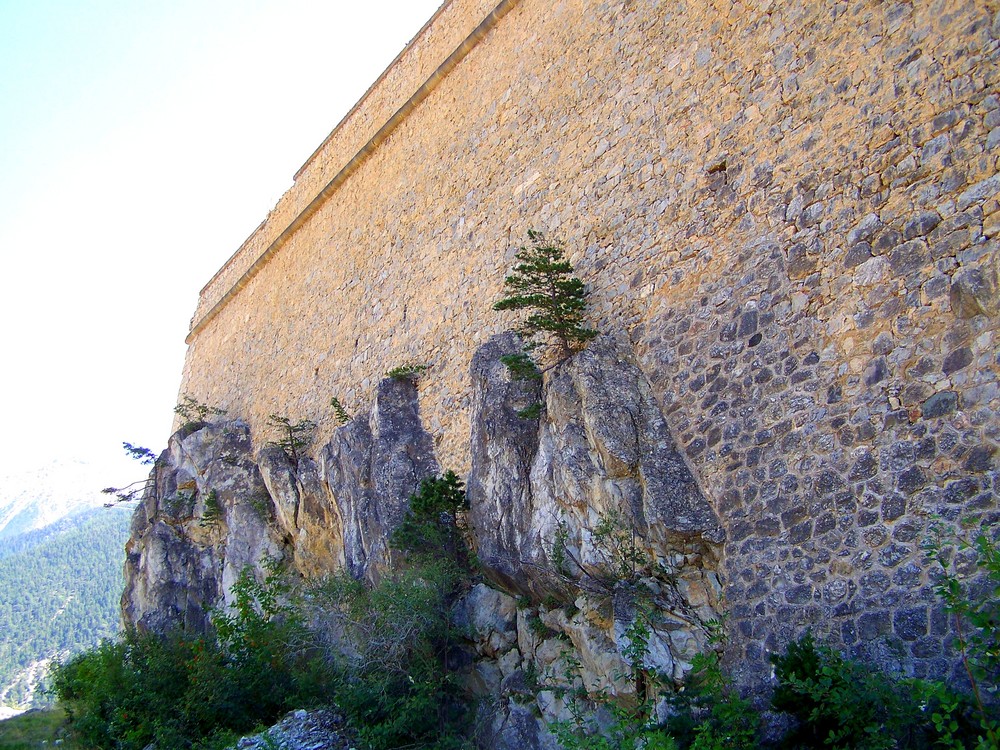 Drôle d'endroit pour pousser