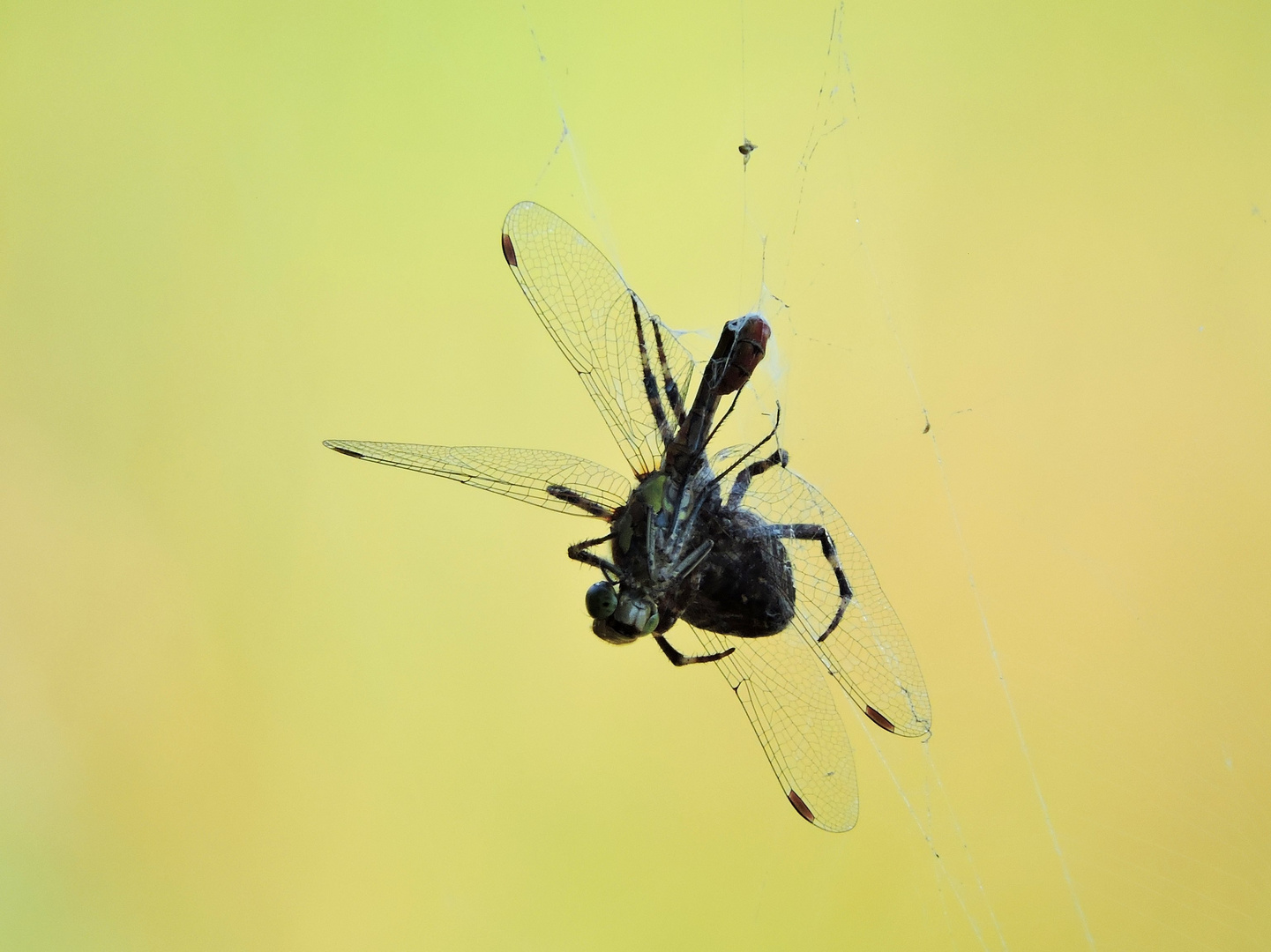 Drôle d'insecte!!