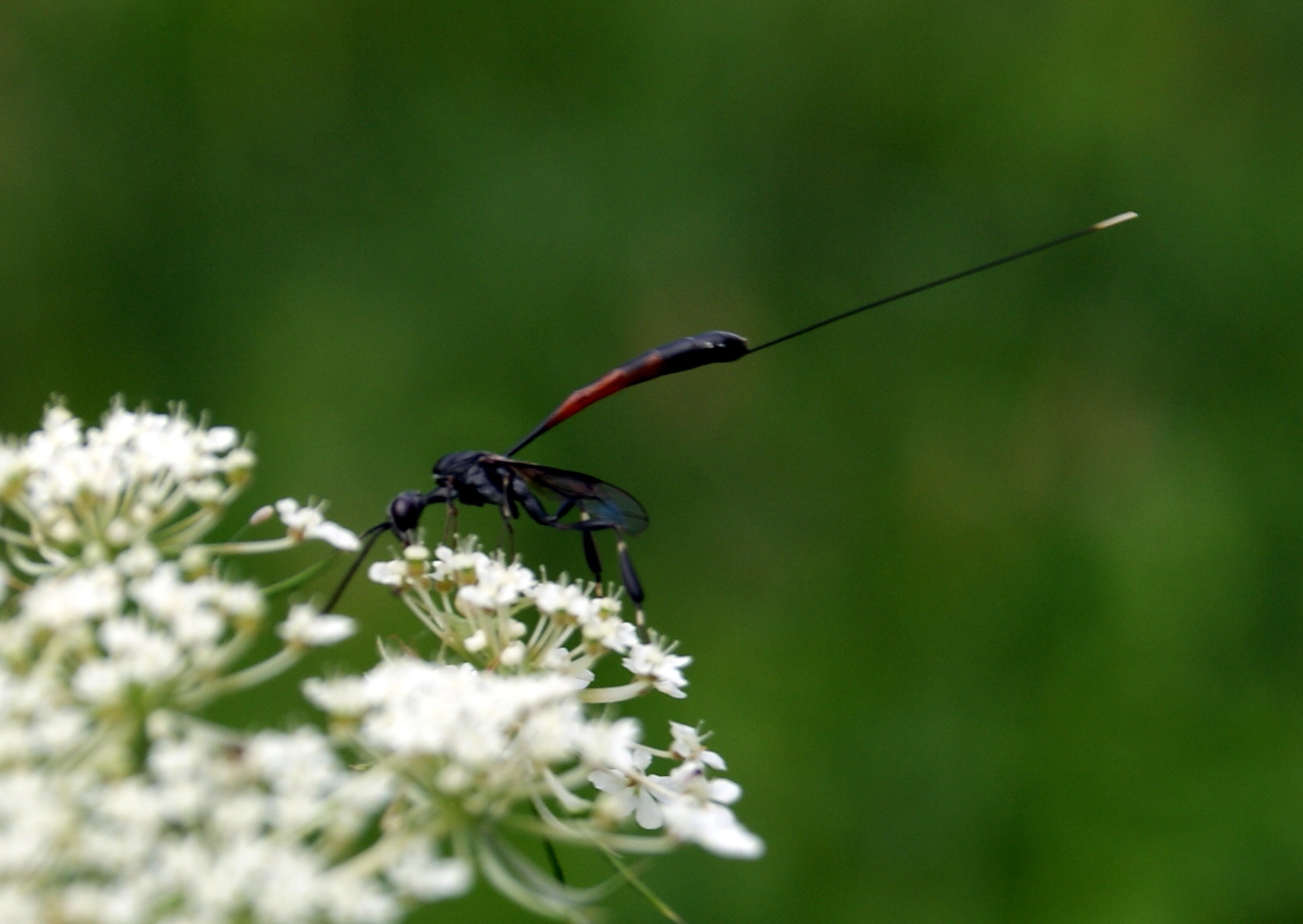 Drole d'insecte !!!!! 