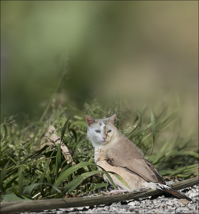 Drôle d'oiseau 