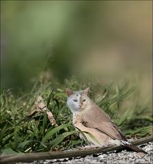 Drôle d'oiseau 