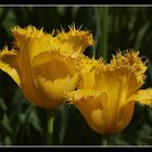 " Drôlement coiffées les soeurs tulipes "