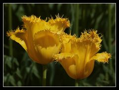 " Drôlement coiffées les soeurs tulipes "