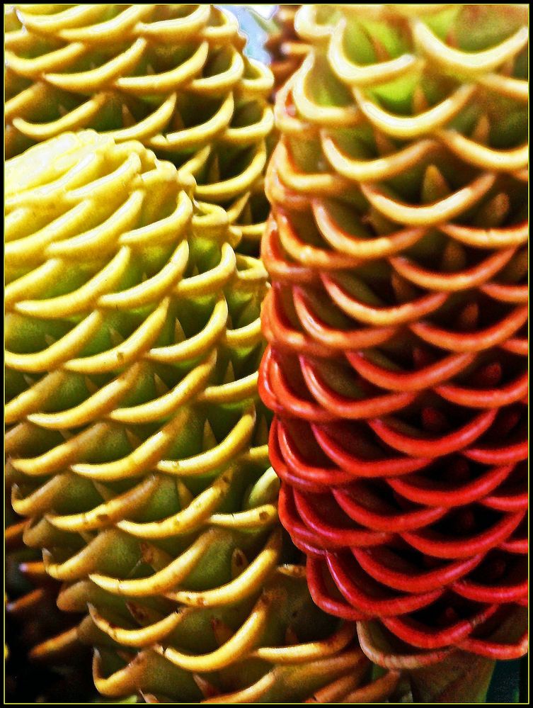Drôles de fleurs….?, vues au marché central de Nouméa