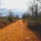 Drôles de rencontres dans les bois varois !