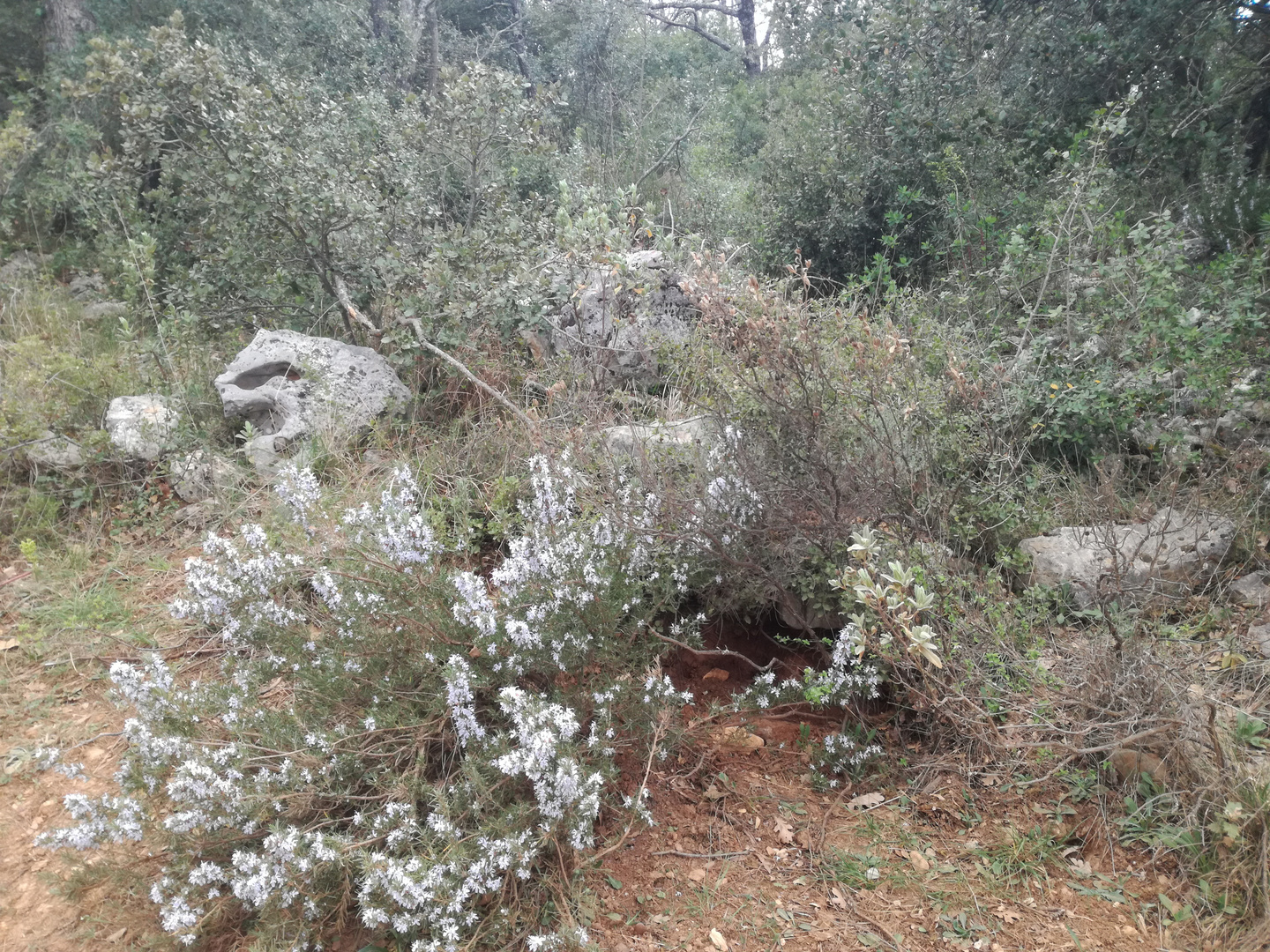 Drôles de rencontres dans les bois varois !