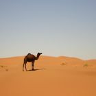 Dromadaire dans le désert