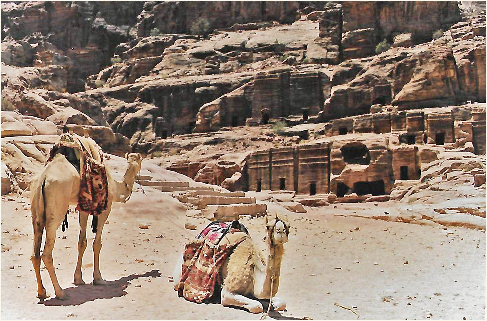 Dromadaires à Petra