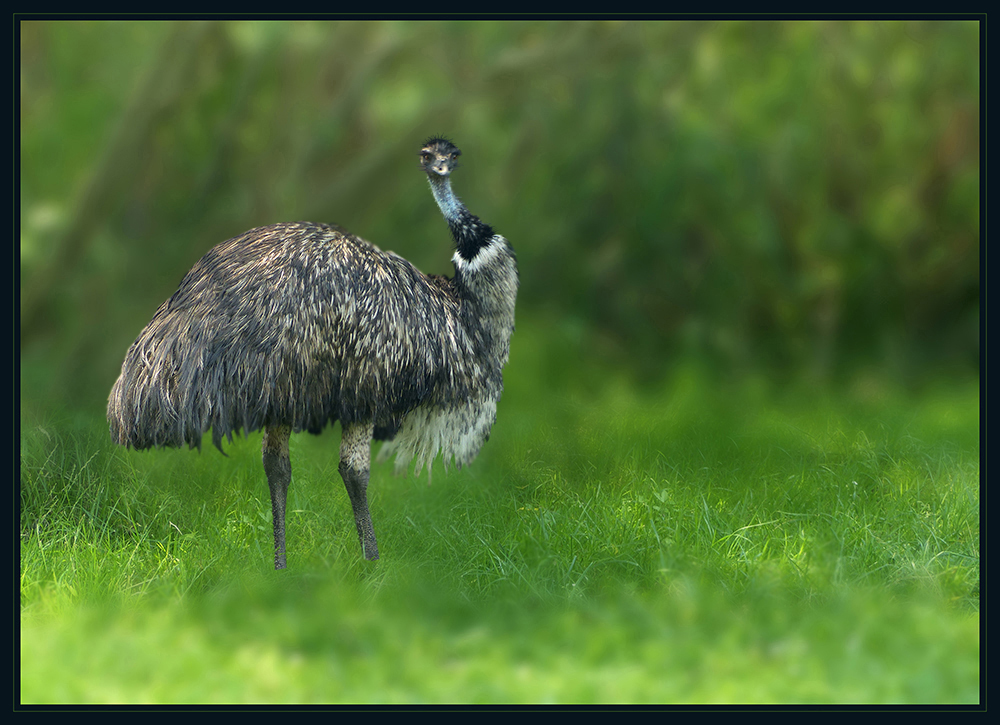 Dromaius novaehollandiae - Großer Emu