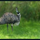 Dromaius novaehollandiae - Großer Emu