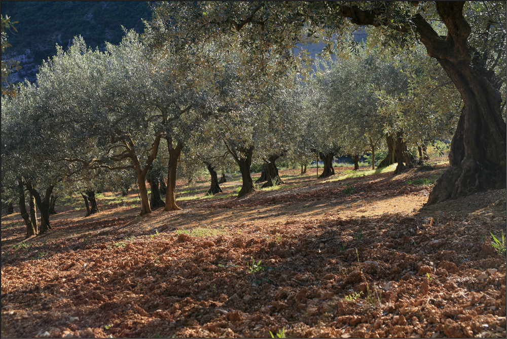 Drôme, Olivenbäume