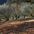 Drôme, Olivenbäume