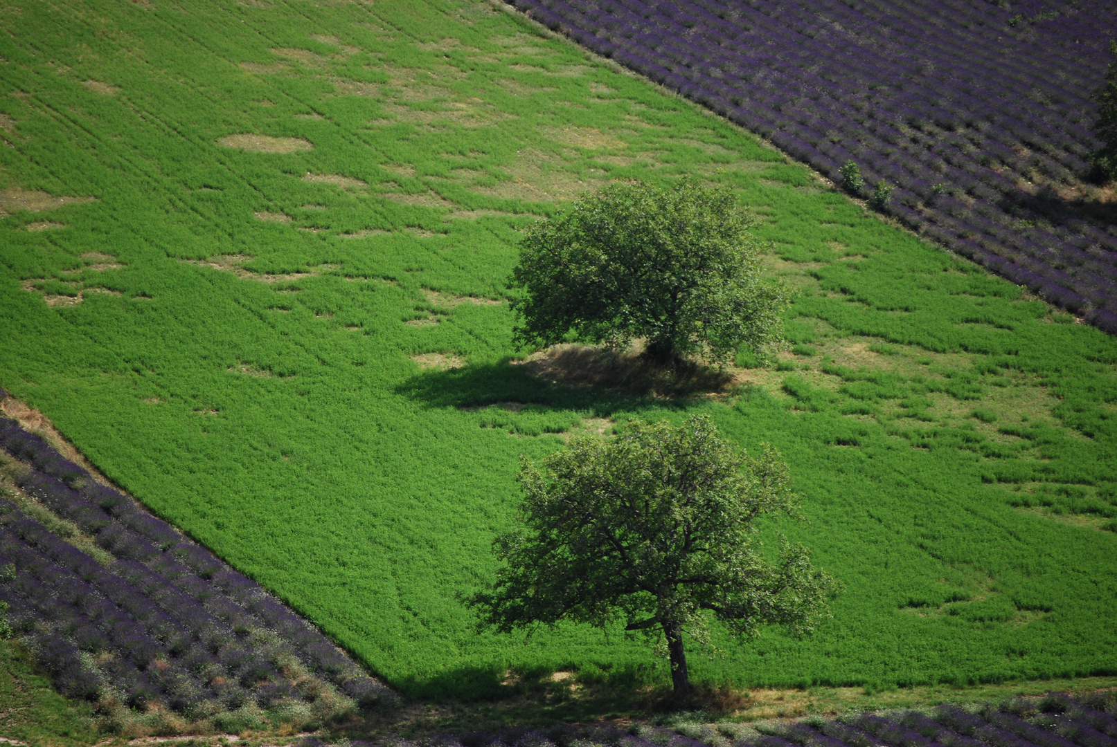 Drome Provençale moitié bleu lavande moitié vert petant