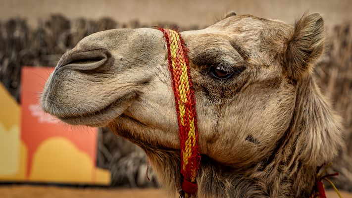 Dromedar