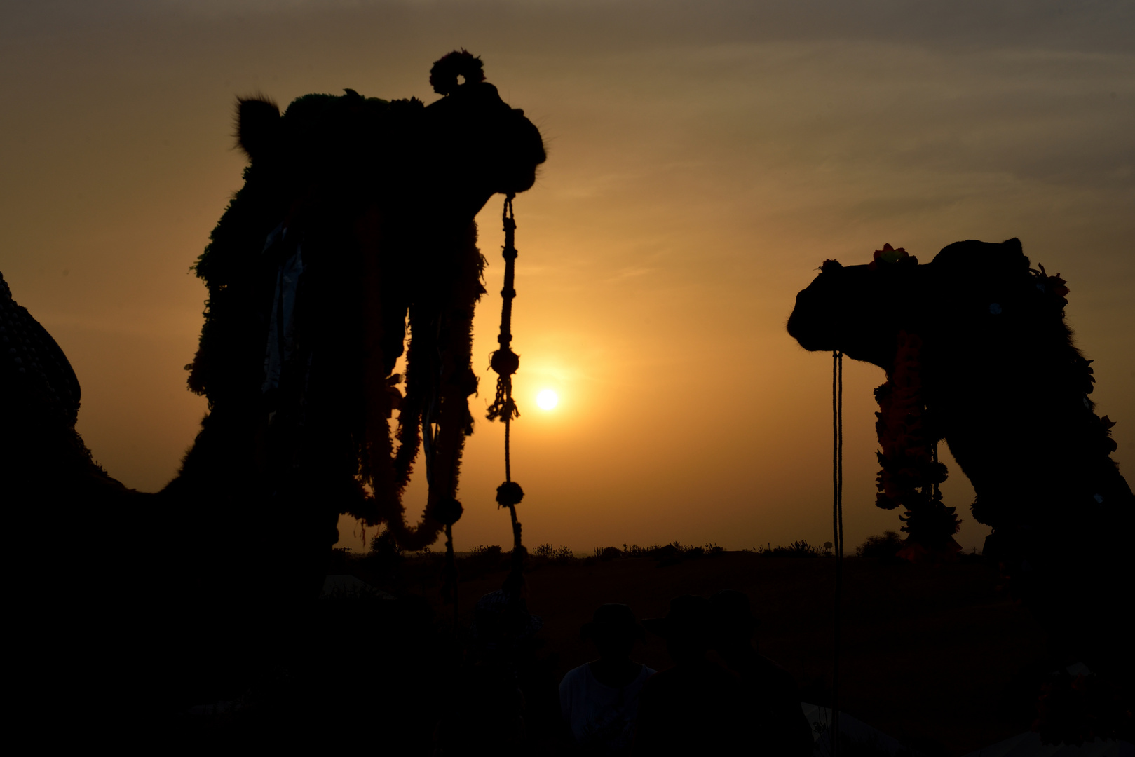 Dromedar 6 beim Sonnenuntergang