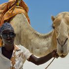 Dromedar am Diani-Strand 2