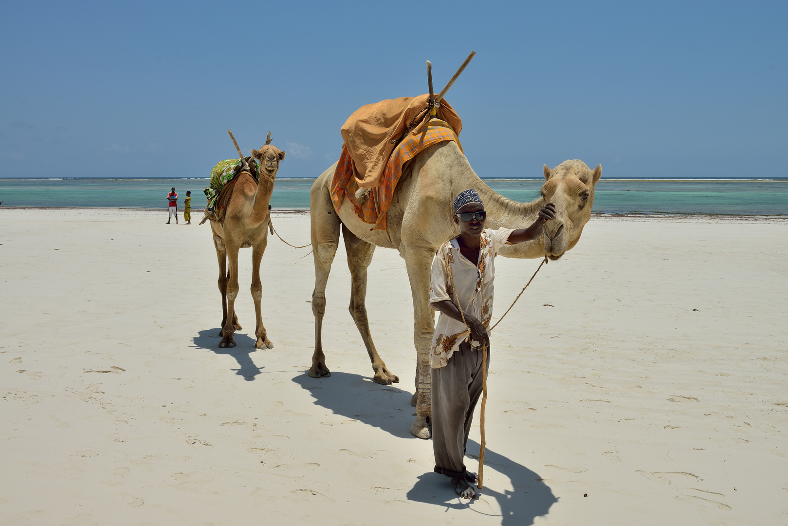 Dromedar am Diani-Strand