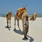 Dromedar am Diani-Strand