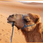 Dromedar in der Wüste