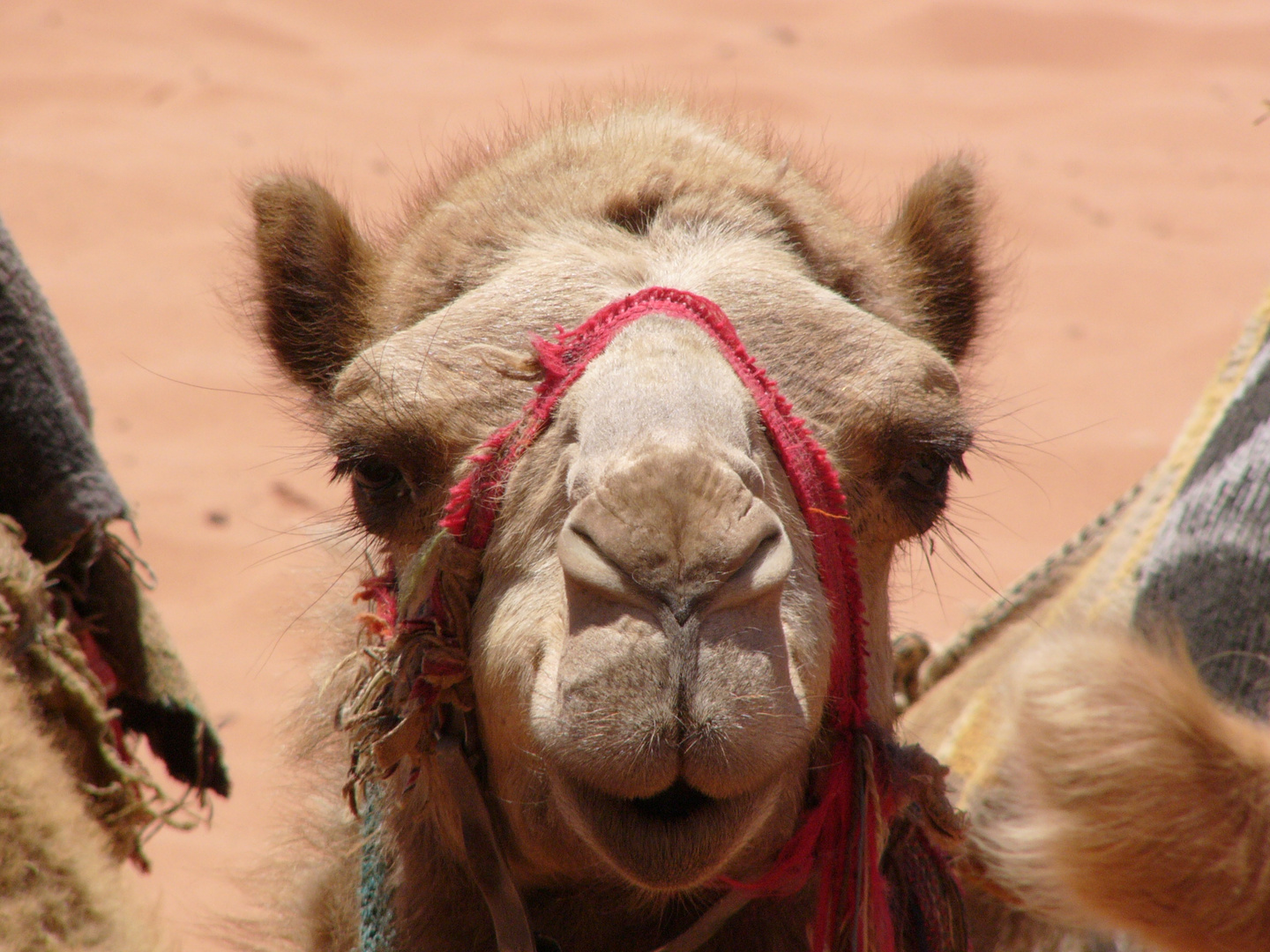 Dromedar in Wadi Rum