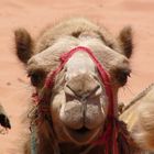 Dromedar in Wadi Rum